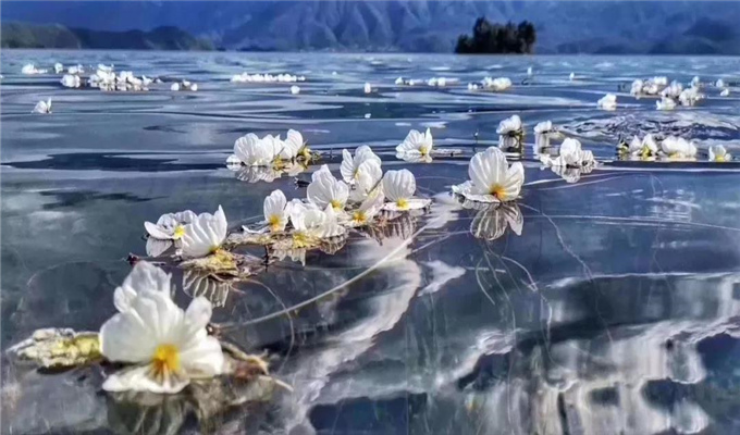 麗江旅游 戲水、弄花！瀘沽湖最美的季節(jié)到了！
